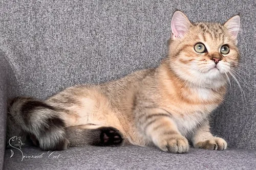 Skót állófülű macska - Black Golden Mackerel Tabby színnel