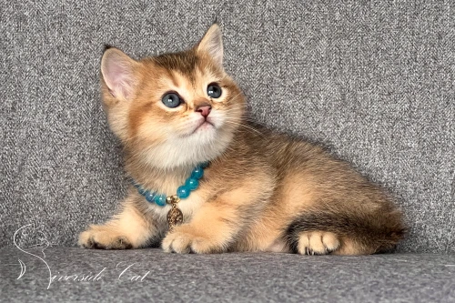 Brit macska - Black Golden Shaded színnel