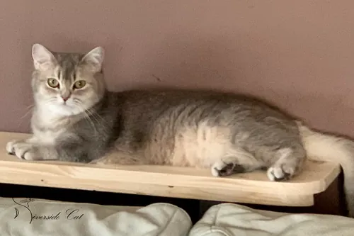 Brit macska - Blue Golden Shaded színnel