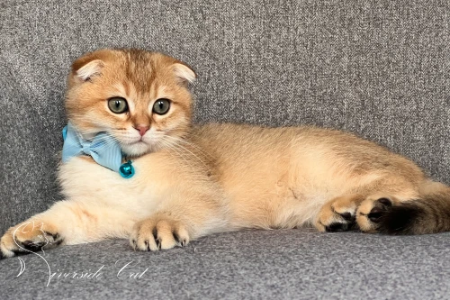 Skót lógófülű macska - Chocolate Golden Shaded színnel