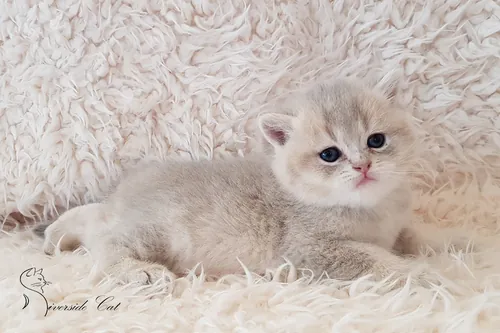 Brit macska - Blue Golden Shaded színnel