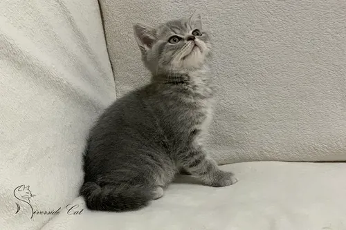 Brit macska - Blue Mackerel Tabby színnel