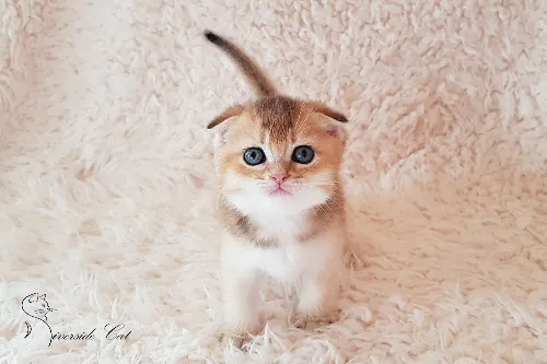 Skót lógófülű macska - Black Golden Ticked Tabby színnel