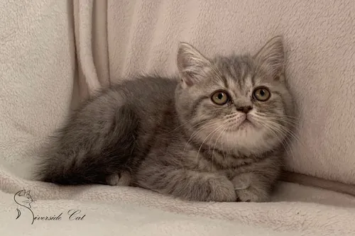 Brit macska - Blue Mackerel Tabby színnel