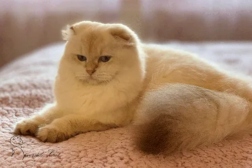  macska - Chocolate Golden Ticked Tabby Point színnel