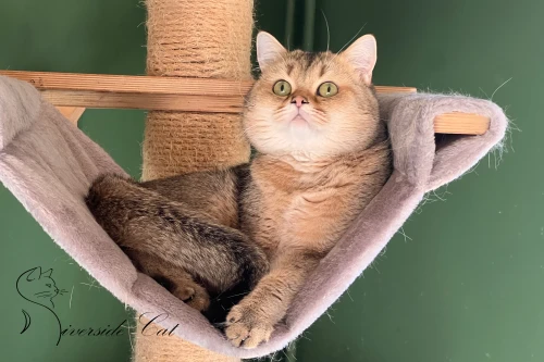 Skót állófülű macska - Black Golden Ticked Tabby színnel