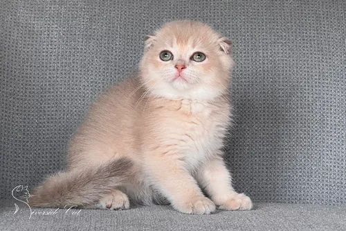 Skót lógófülű macska - Lilac Golden Shaded színnel