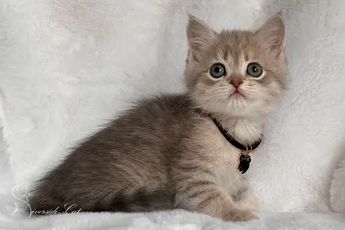 Brit macska - Blue Golden Mackerel Tabby színnel