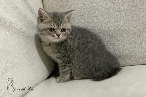 Brit macska - Blue Mackerel Tabby színnel