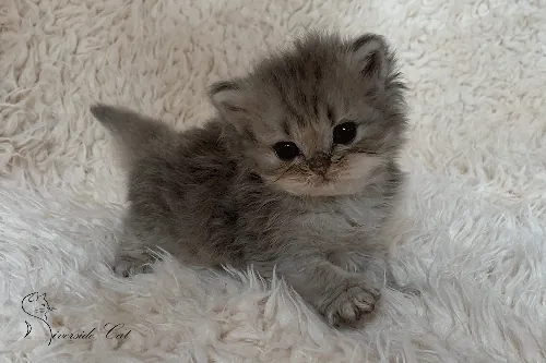 Brit macska - Blue Ticked Tabby színnel