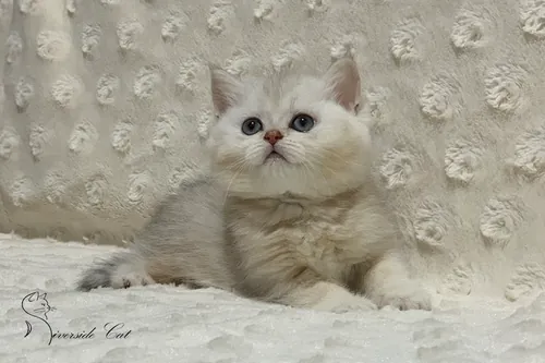 Brit macska - Black Silver Shaded színnel