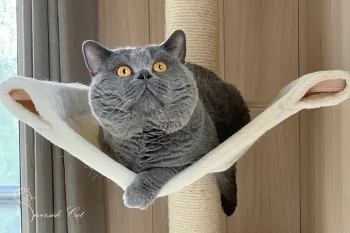 Brit macska - Blue színnel