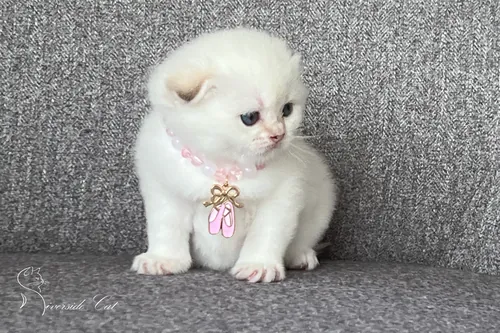 Skót lógófülű macska - Black Golden Tabby Point színnel