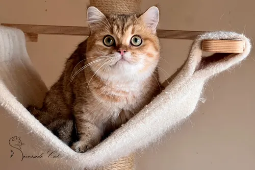 Skót állófülű macska - Black Golden Mackerel Tabby színnel