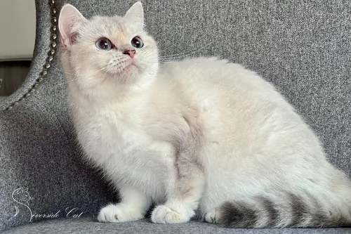 Skót állófülű macska - Blue Golden Ticked Tabby Point színnel