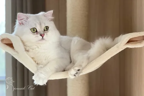 Brit macska - Black Silver Shaded színnel