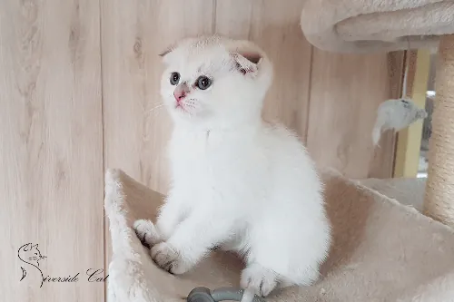 Skót lógófülű macska - Black Golden Shaded Point színnel