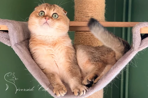 Skót lógófülű macska - Black Golden Shaded színnel