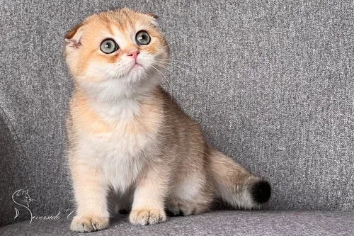 Skót lógófülű macska - Black Golden Shaded színnel