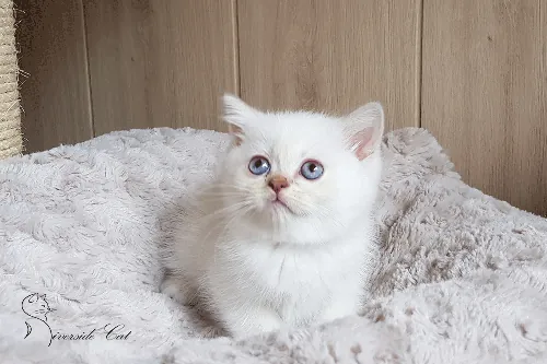 Brit macska - Lilac Golden Shaded Point színnel