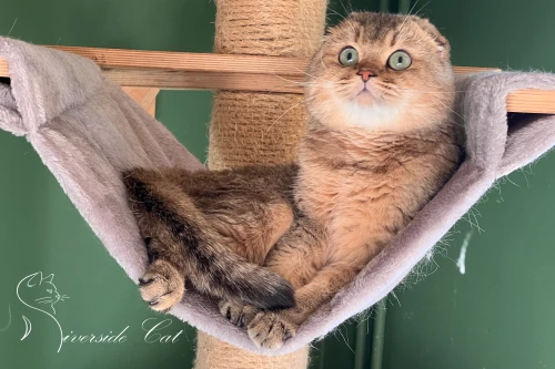 Skót lógófülű macska - Black Golden Ticked Tabby színnel