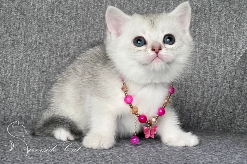 Brit macska - Blue Silver Shaded színnel