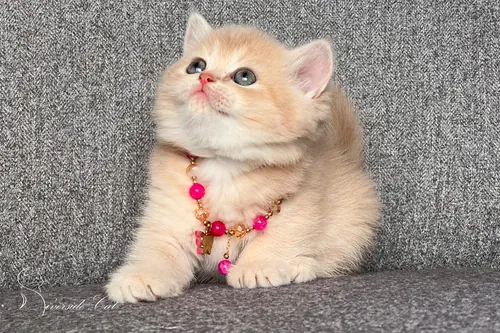 Skót állófülű macska - Lilac Golden Shaded színnel